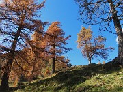 49 Bellissimi larici secolari in veste autunnale